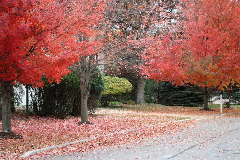 Illustration for article titled 48 Photos Of Autumn Around The World